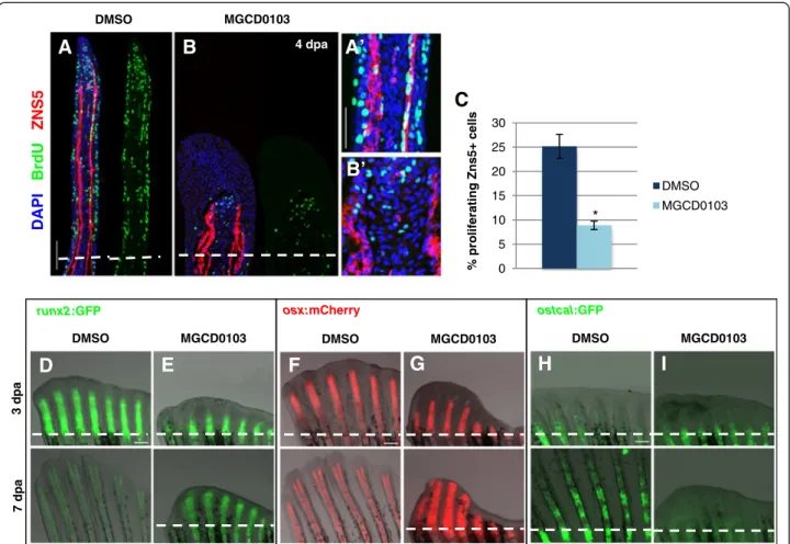 Figure 7 Hdac1 is essential for redifferentiation of osteoblast during regeneration. (A-B) Longitudinal sections of fin regenerates at 4 dpa treated with DMSO (A) or MGCD0103 (B) and triply stained with BrdU (green), ZNS5 antibody (red), and DAPI (blue)