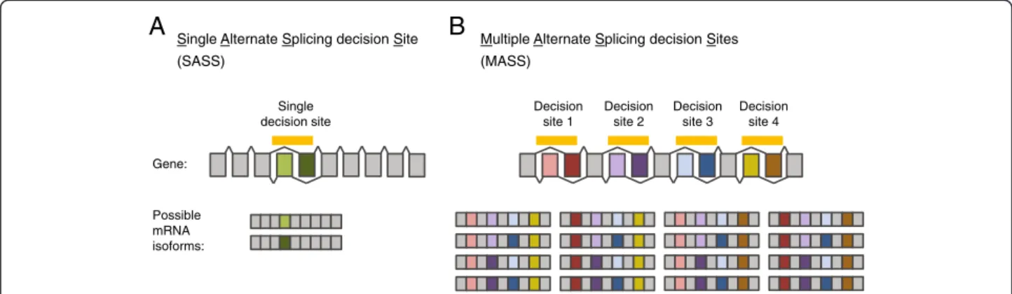 Figure 1 The combination of multiple alternative splicing decisions diversifies the pool of encoded transcript isoforms