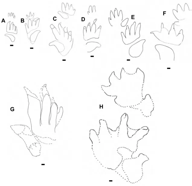 Fig. 7. Comparison of the chirotheriid tracks identified in the Wióry site (A, B – small; C, D – medium; E, F – large; G, H – gigantic ich- ich-noforms; A-F, H – manus and pes imprints; G – pes imprint)