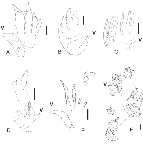 Fig. 3. Synaptichnium senkowiczowae ichnosp. nov. A – MPTS 2612A, holotype. B – MPTS 2613
