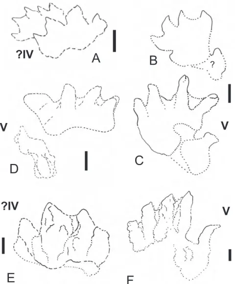 Fig. 5. Brachychirotherium kalkowensis ichnosp. nov. A – Specimen not collected (field observation)