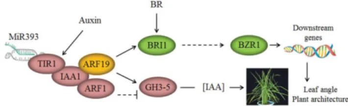 Figure 9. A proposed model for the role of OsARF19 in the regulation of rice leaf angle