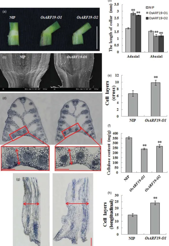 Figure 2. Microstructure analysis of lamina joints in WT/NIP, OsARF19-O1 and OsARF19-O2
