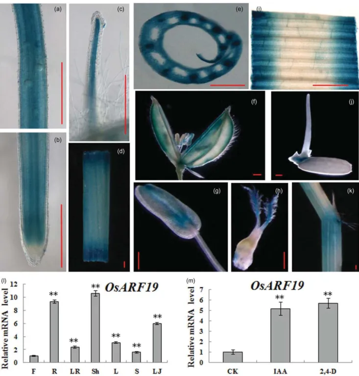 Figure 3. Expression patterns of the OsARF19 gene. (a, b) Primary roots (expression pattern of OsARF19 in adventitious roots was the same as in primary root)
