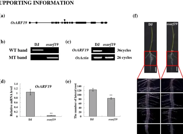 Figure S1. Identification of osraf19 mutant. (a) T-DNA insertion site in the OsARF19 