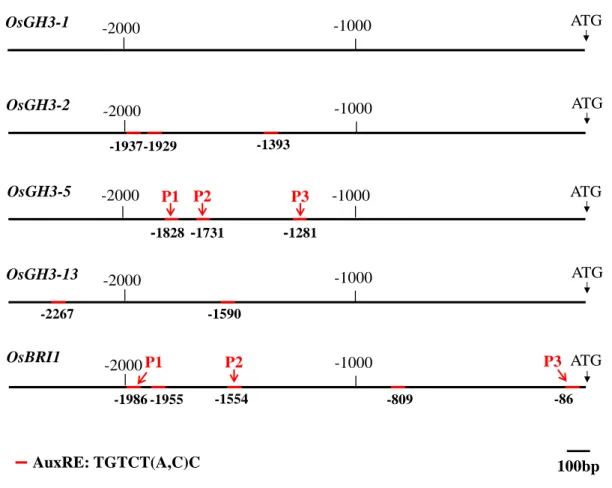 Figure  S2.  Analysis  of  AuxRE  elements  in promoters  of OsGH3  genes  and  OsBRI1