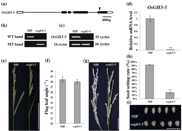 Figure  S4.  Identification  of  the  osgh3-5  mutant.  (a)  TOS17  insertion  site  in  the  OsGH3-5  gene