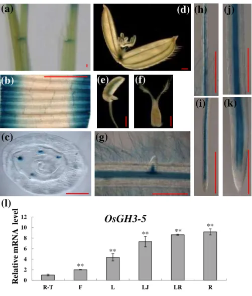 Figure  S5.  Expression  pattern  of  OsGH3-5  in  rice  NIP.  (a)  Lamina  joints  of  flag  leaves  for  three  month-old