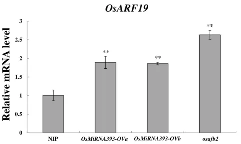 Figure  S6.  OsARF19  expression  in  OsMiRNA393-overexpression  lines  and  osafb2  (OsTIR1-RNAi)  mutant