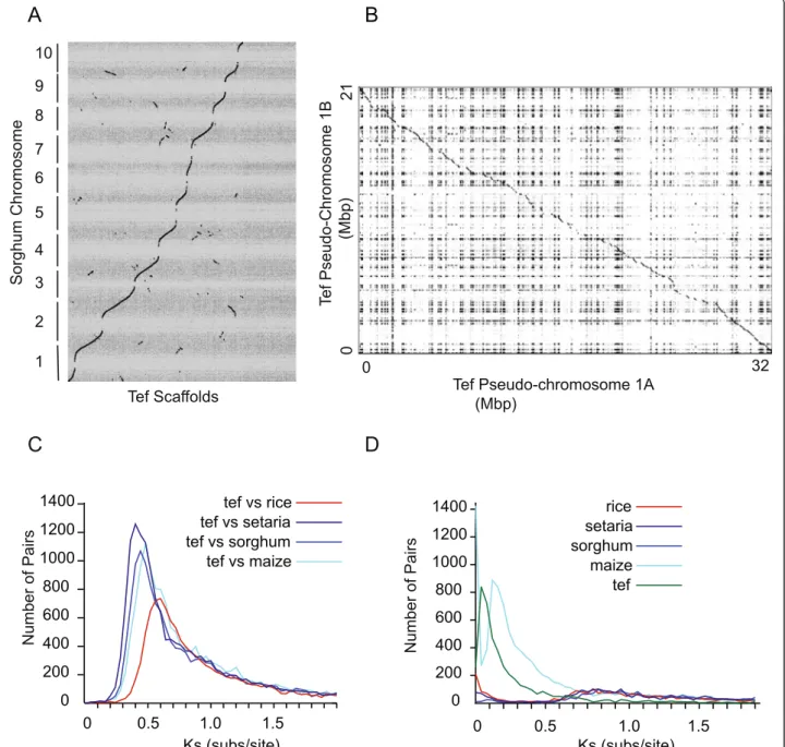 Figure 3 Comparison of tef to other grasses. A) Syntenic dotplot between tef scaffolds (x-axis) and sorghum chromosomes (y-axis) produced by CoGe