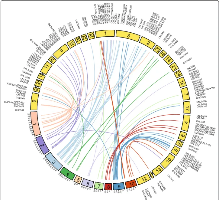Figure 4 Relationship between tef genetic map and tef pseudo-chromosomes. The 30 linkage groups from the genetic map of Zeid et al.