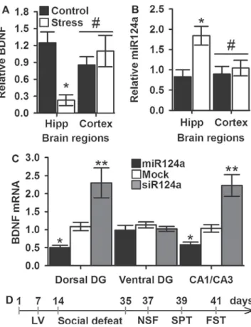 Figure 1 Effect of chronic social defeat on (A) BDNF and (B) miR124a expression in the rat hippocampus and cortex
