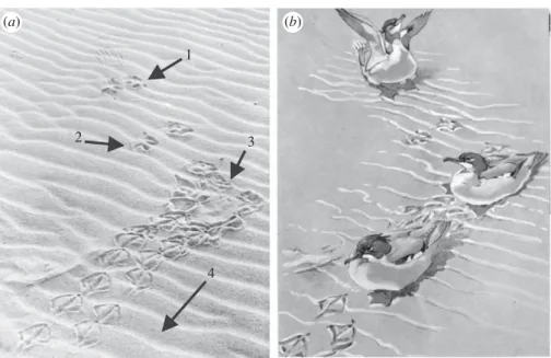 figure 3), and probably at a high angle (Genise et al.