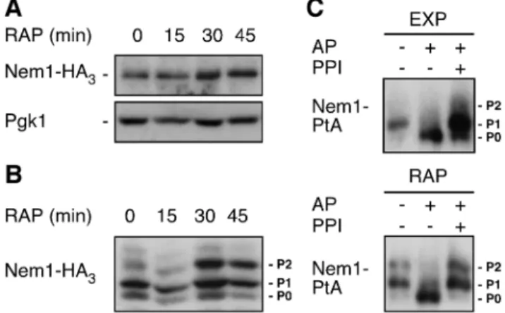 Figure 3. TORC1 antagonizes Nem1 phosphorylation. (A, B) SDS- SDS-PAGE (A) and Phos-tag phosphate-affinity gel electrophoresis (B) analyses of plasmid-encoded Nem1-HA 3 in exponentially growing nem1D cells treated with rapamycin (RAP) for the indicated tim