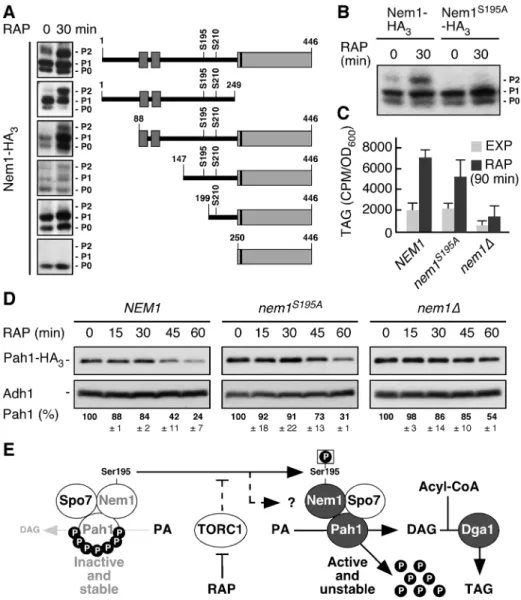 Figure 4. TORC1 inhibits Pah1 function in part by preventing phosphorylation of Ser 195 in Nem1