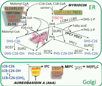 Fig. 1. Major pathways of sphingolipid biosynthesis in yeast. Gene names are in italic, essential genes in red and enzyme inhibitors in bold italics