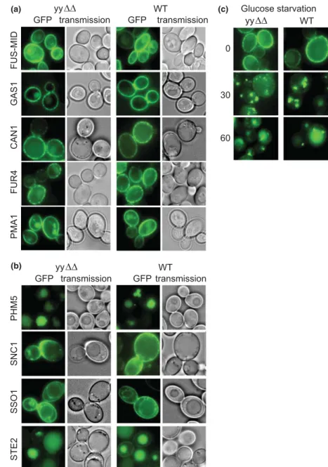 Fig. 2. Subcellular localization and organellar distribution of GFP-tagged membrane proteins