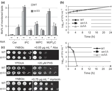 Fig. 4. Sphingolipid levels and sensitivity to AbA are not altered in yy ΔΔ cells. (a) WT and yy ΔΔ cells growing exponentially at 30 ° C and reaching a density of OD 600 = 0.4 – 0.6 were either extracted directly or further incubated in the presence of Ab