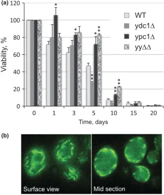 Fig. 6. Effect of deletions of YPC1 and YDC1 on chronological life span. (a) WT, ypc1Δ , ydc1Δ and yy ΔΔ mutants were grown in YPD to stationary phase (OD 600 of 10)