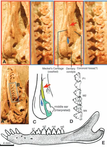 Fig. 3. Homoplastic evolution of the mammalian middle ear by paedomorphic retention of ossified Meckel ’ s cartilage among extinct clades of mammaliaforms