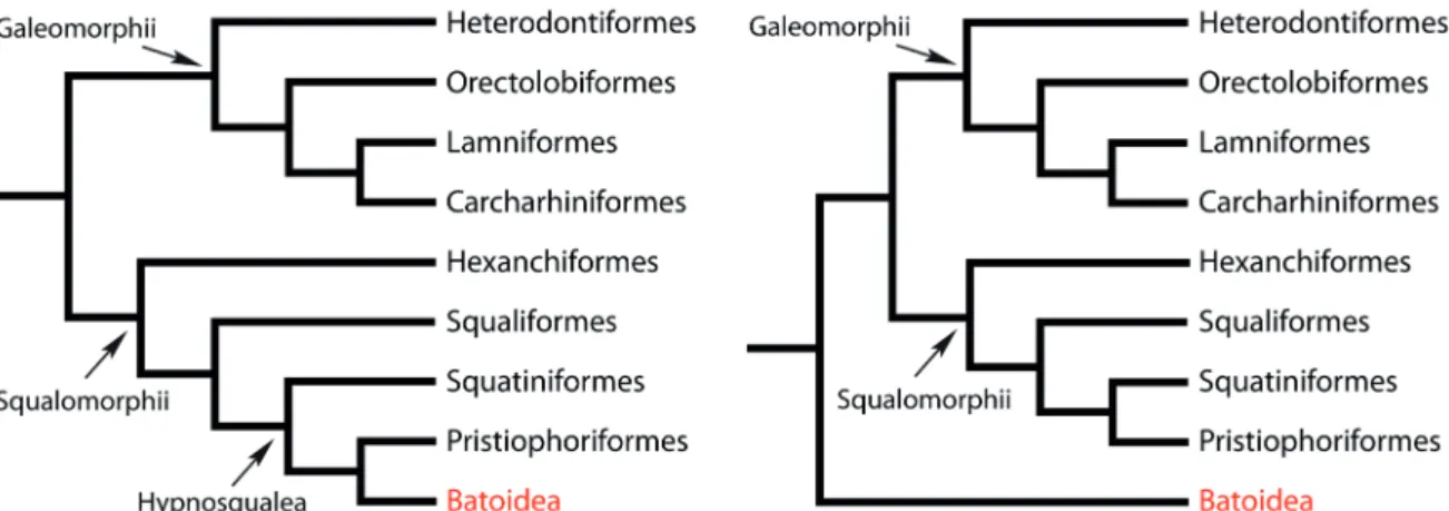 Fig. 1A). Molecular analyses using larger sets of gene sequences conversely sup- sup-port the position of batoids as sister group basal to all sharks (d oUady  et al