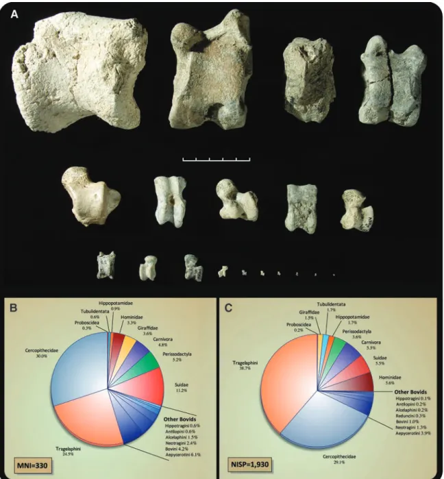 Fig. 1. Aramis large mammals. (A) Size range illustrated by astragali.