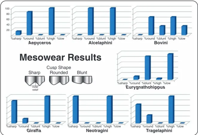 Fig. 3. Mesowear analysis results for the second molar paracone apex of fossil ungulates.