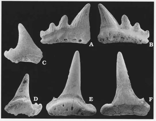 Fig. 5. Palaeospinacid sharks teeth, SEM  micrographs. A, B. Paraorthacodus sp. x 15. LO  7965t,in labial (A) andlingual (B) views