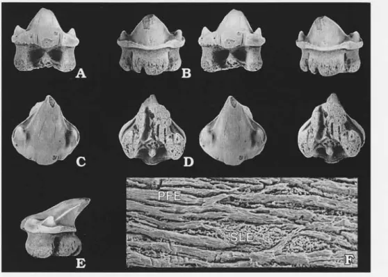 Fig. 6. Agaleus dorsetensis  Duffin &amp; Ward, 1983. A-E.  LO7967t in labial (A), lingual (B), occlusal (C), basal (D) views (stereo pairs) and in lateral view  (E);  x 3
