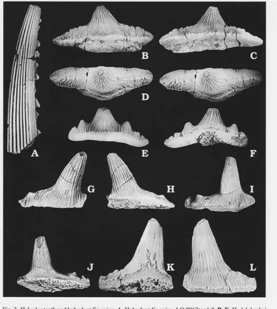 Fig. 3. Hybodus teeth and hybodont fin spine. A. Hybodont fin spine, LO 7963t x 1.8. B-F