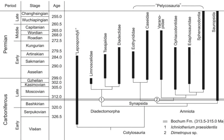 Fig. 8. Stratocladogram of tetrapod phylogeny. Although extending the known body fossil record, the stratigraphic position of the diadectomorph and synapsid footprints from the Bochum Formation of western Germany fits well the phylogenetic pattern