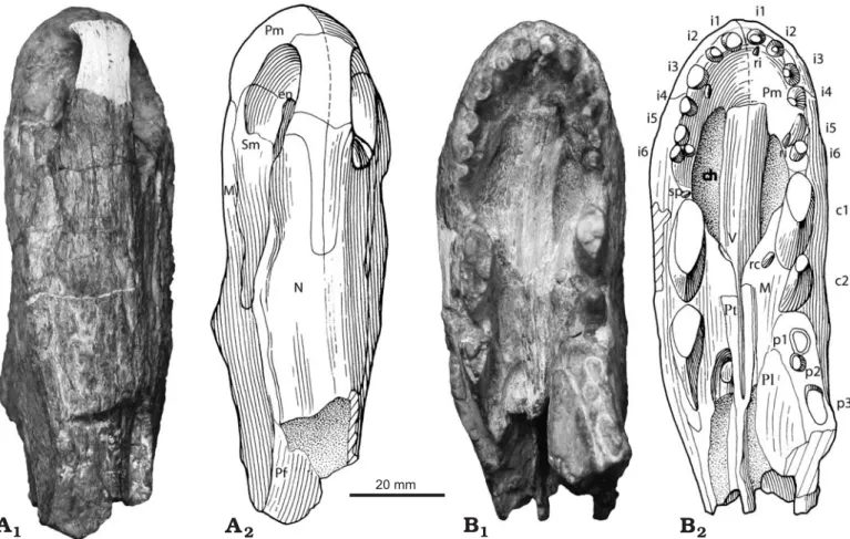 Fig. 1. Partial skull of the basal therapsid Raranimus dashankouensis gen. et sp. nov., IVPP V15424 (holotype) from Middle Permian Xidagou Formation, Dashankou, Xumen, Gansu, China, in dorsal (A) and ventral (B) views