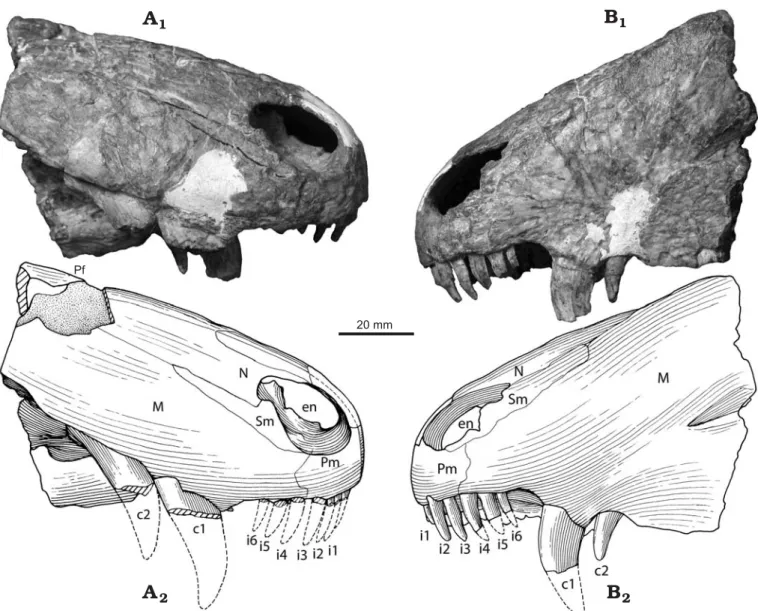Fig. 2. Partial skull of the basal therapsid Raranimus dashankouensis gen. et sp. nov., IVPP V15424 (holotype) from Middle Permian Xidagou Formation, Dashankou, Xumen, Gansu, China in right lateral (A) and left lateral (B) views.