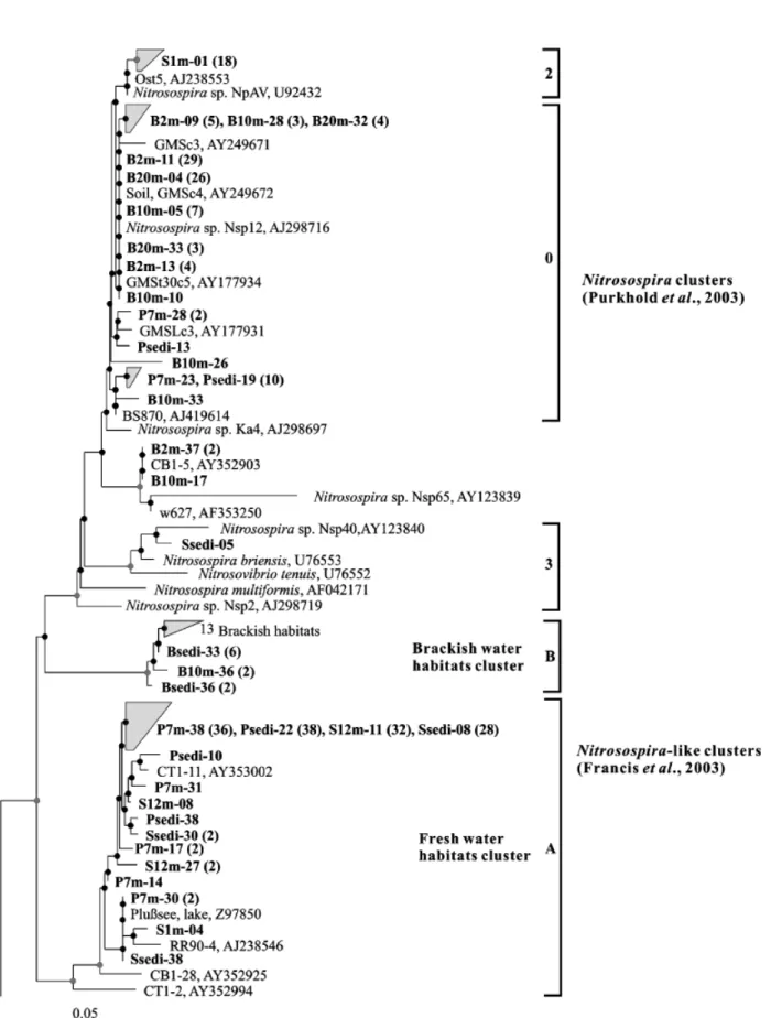 Fig. 3. Fitch–Margoliash phylogenetic tree calculated in ARB with 248 amino acids of AmoA using PmoA from Crenothrix polyspora (Acc