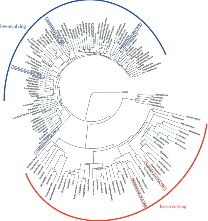Fig. 6. Neighbour-joining phylogenetic tree of Fe-only hydrogenases based on aligments of the H cluster domain