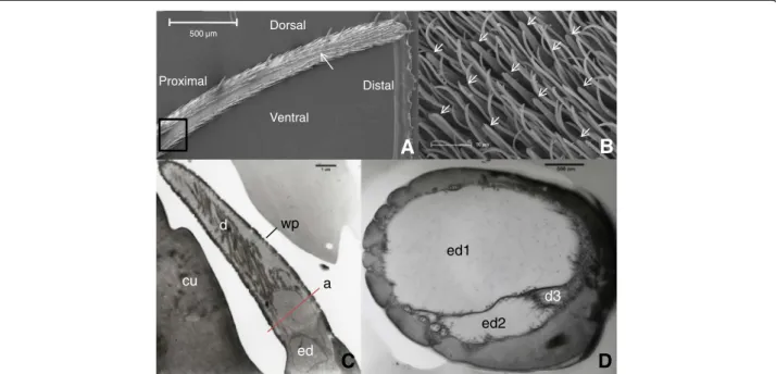 Figure 2 Micrographs showing the location and the fine structure of basiconic sensilla on G