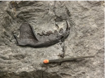 Figure 1. Lower left jaw of a mustelid-like predator (fossil length 6 cm)