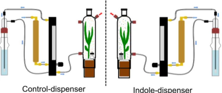 Figure S2: Within-plant communication experiment with synthetic indole.  