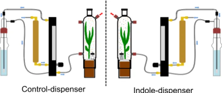 Figure S3: Within-plant communication experiment with synthetic indole.  