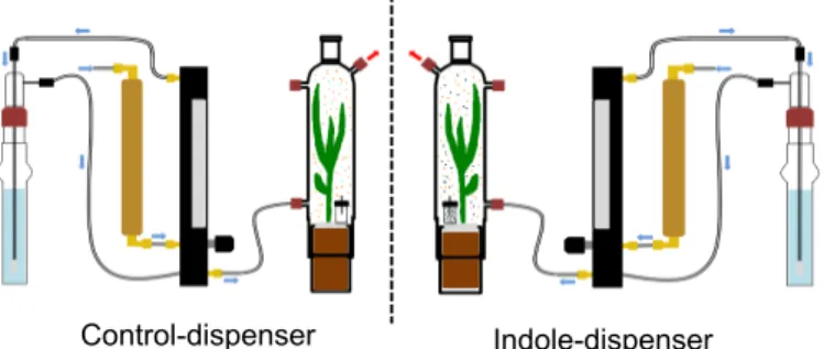 Figure S4: Within-plant communication experiment with synthetic indole.  