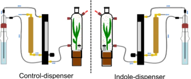 Figure S5: Within-plant communication experiment with synthetic indole.  