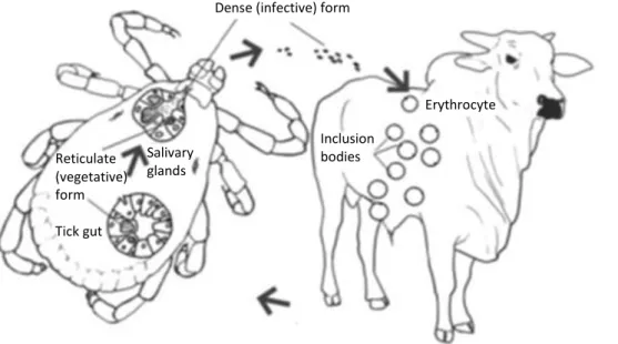 Figure 6: Life cycle of A. marginale (Marcelino et al., 2012 modified).  