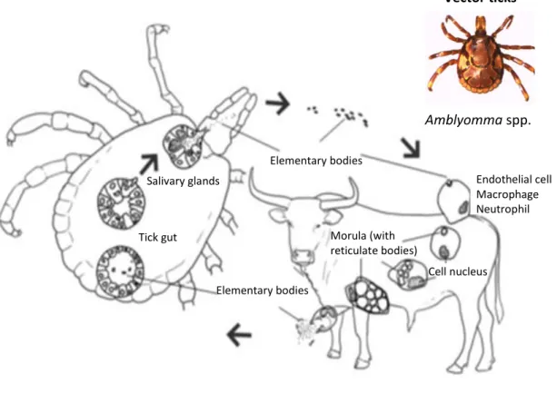 Figure 7: Live cycle of E. ruminantium (Marcelino et al., 2012 modified). 