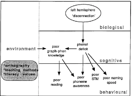 Abbildung 10 zeigt auf, wie Frith (1999) das phonologische Kerndefizit von Kindern mit LRS in ihr 3- 3-Ebenen-Modell  einordnet