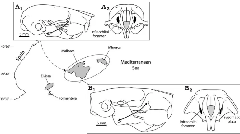 Fig. 1. Zygomasseteric construction in Balearic dormice. A. Skull of extant Eliomys quercinus ophiusae (MNHN1983−832) in lateral (A 1 ) and anterior (A 2 ) views
