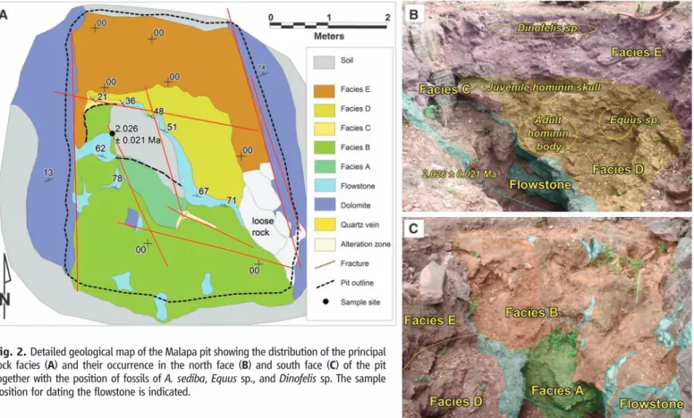 Fig. 2. Detailed geological map of the Malapa pit showing the distribution of the principal rock facies (A) and their occurrence in the north face (B) and south face (C) of the pit together with the position of fossils of A
