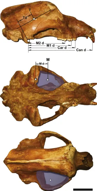 Table 2 shows the muscle areas and distances to jaw hinge obtained from the photographs of each skull  stud-ied