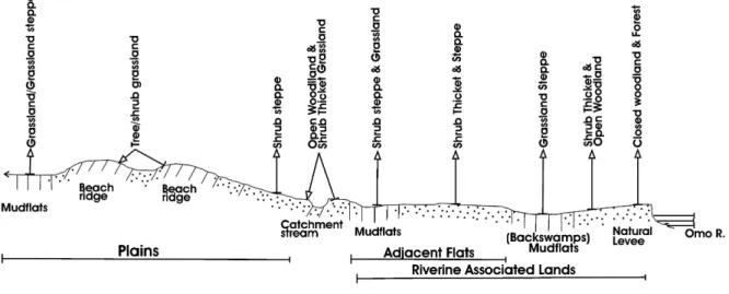 Fig. 1. Proﬁles of soil and vegetation types at the Lower Omo Valley (modiﬁed after Carr, 1976).