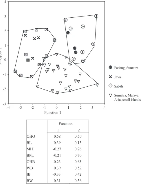 Figure 11. Discriminant analysis of T. javanicus-like specimens, which includes the measurements for the occipital height from opisthion