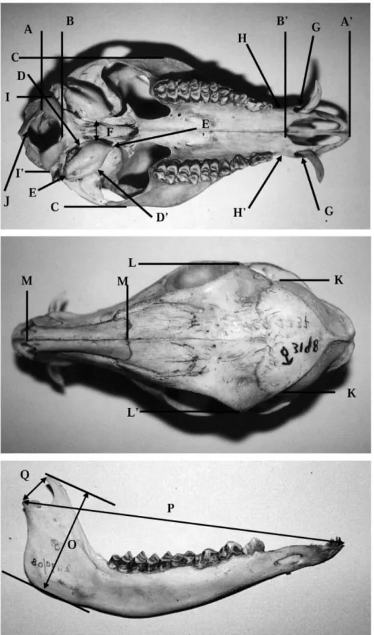 Figure 1. Measurement details of Tragulus skulls and mandibles (letters refer to text).